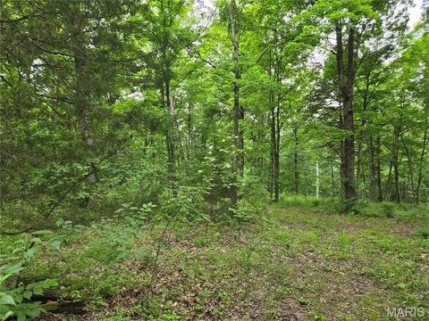 Wooded Land Ready For Home
