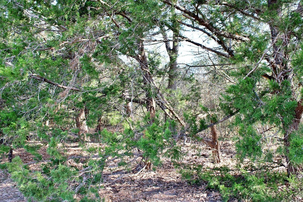 Picture 7