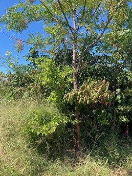 Wooded Acre in Rockport, TX