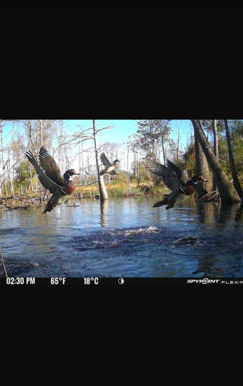 Picture 5