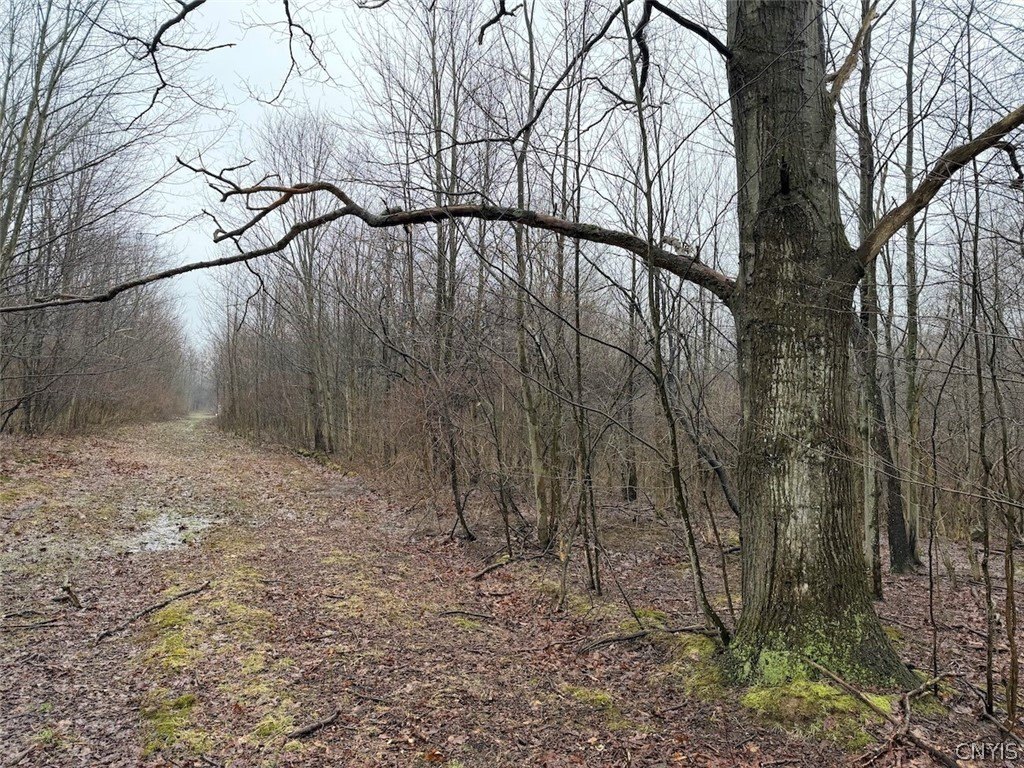 20 Acres Wooded Land, Mayville