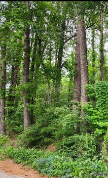Residential Land in Denham Springs