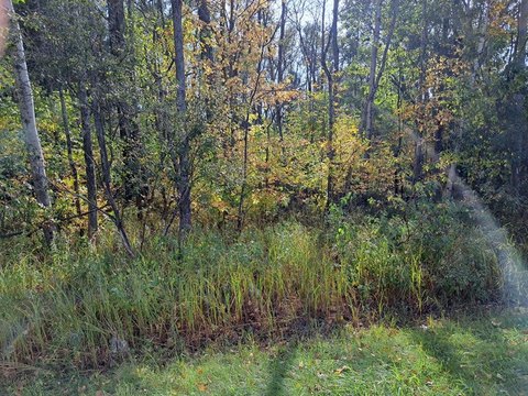 30 Acres of Wooded Land