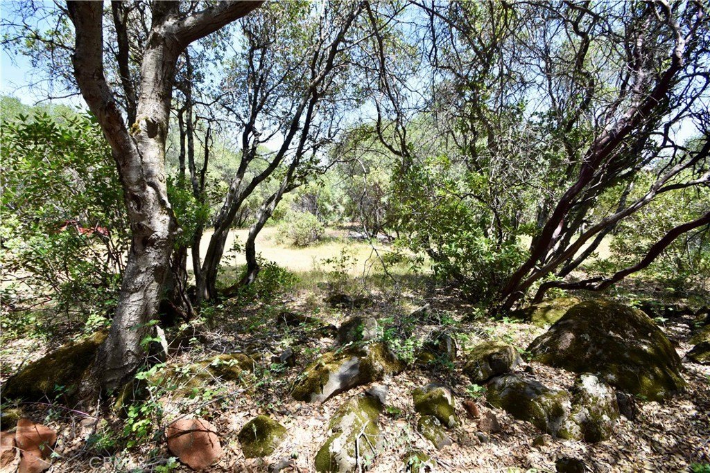 Picture 41
