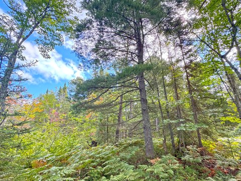Land Adjacent to State Land
