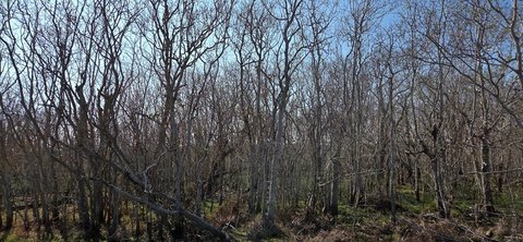 Wooded Land in Rockport, TX