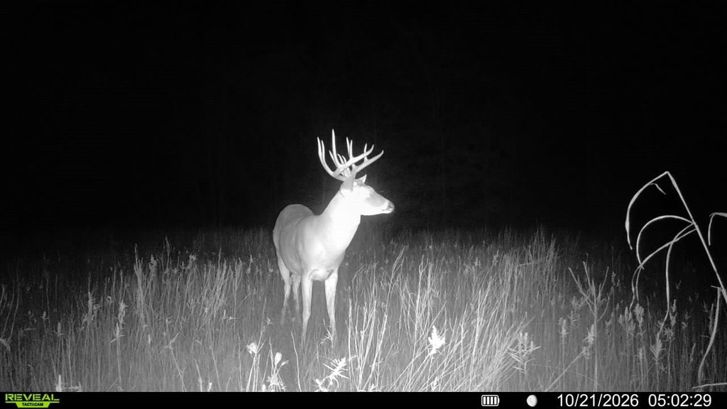 Picture 5