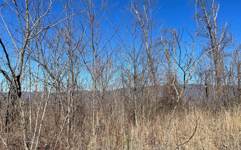 Picture 41