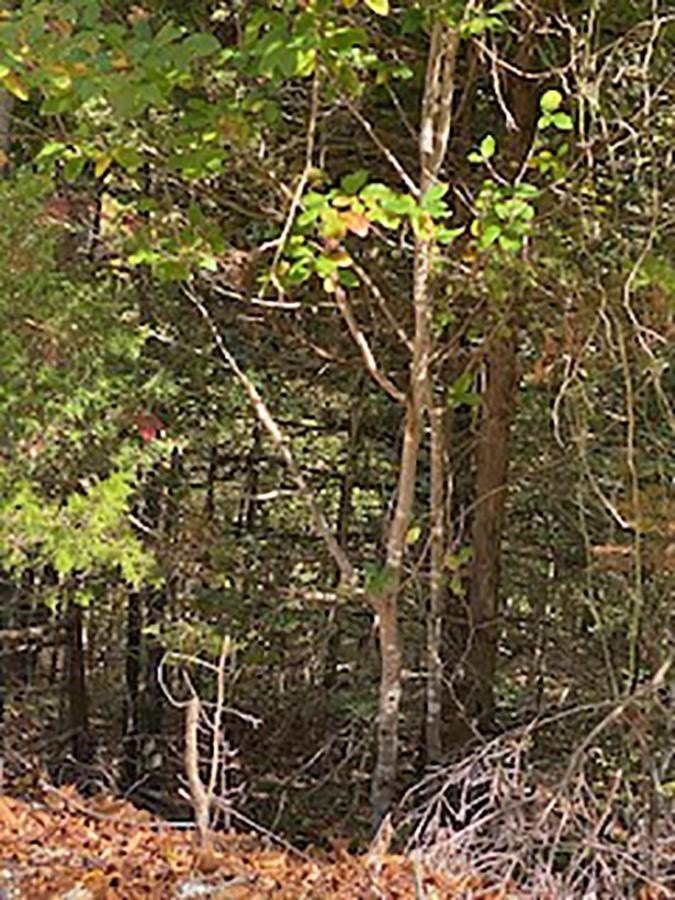 Cherokee Village Land with Views