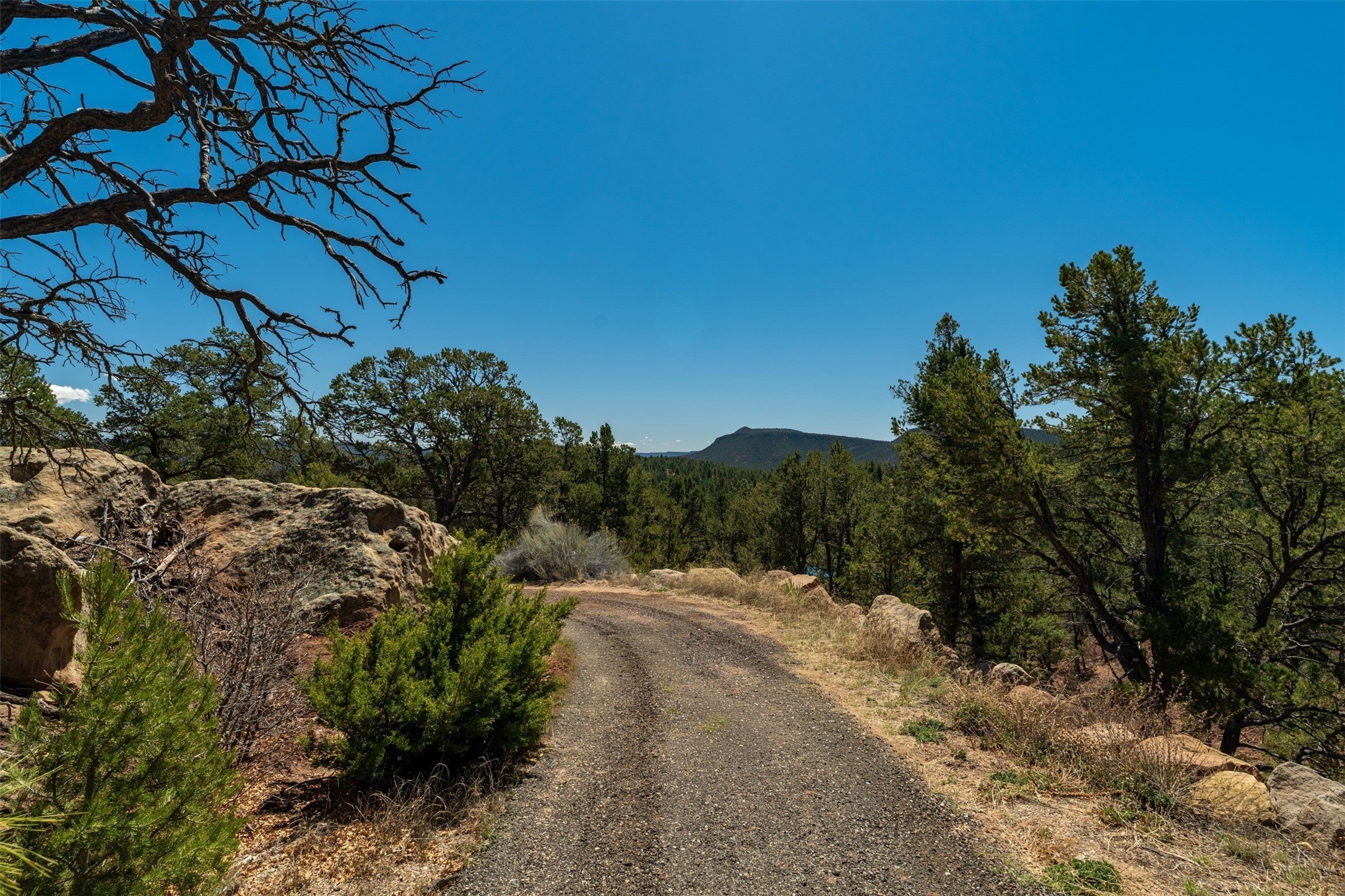 Land Bordered by National Forest