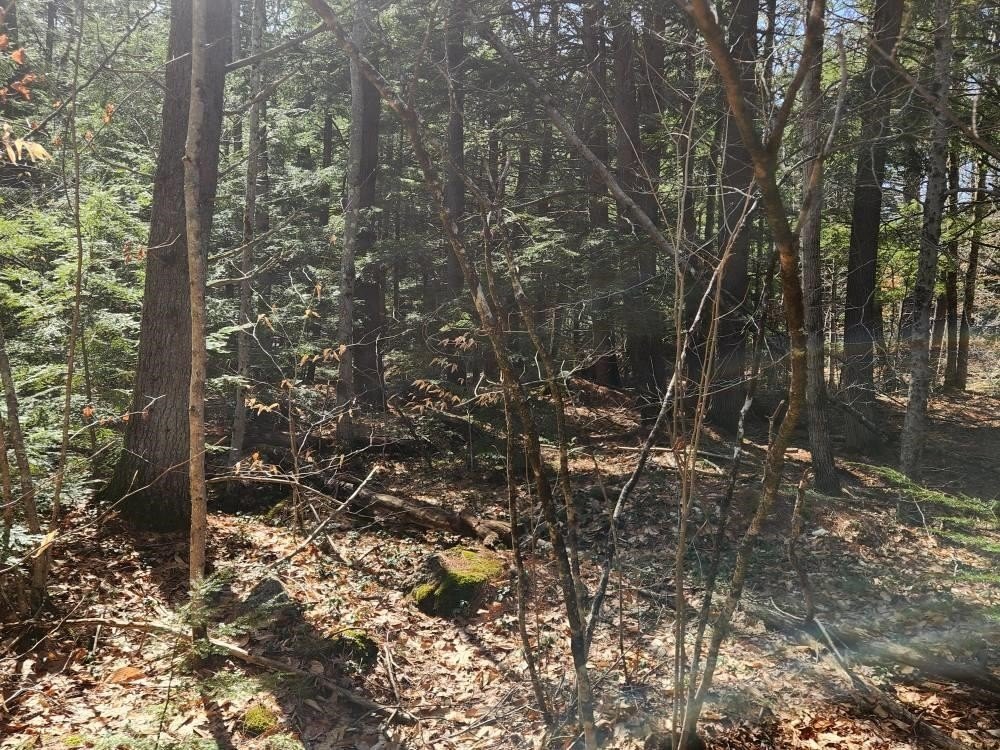Picture 17