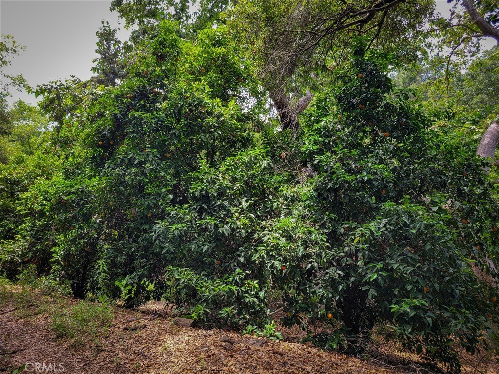 Picture 25