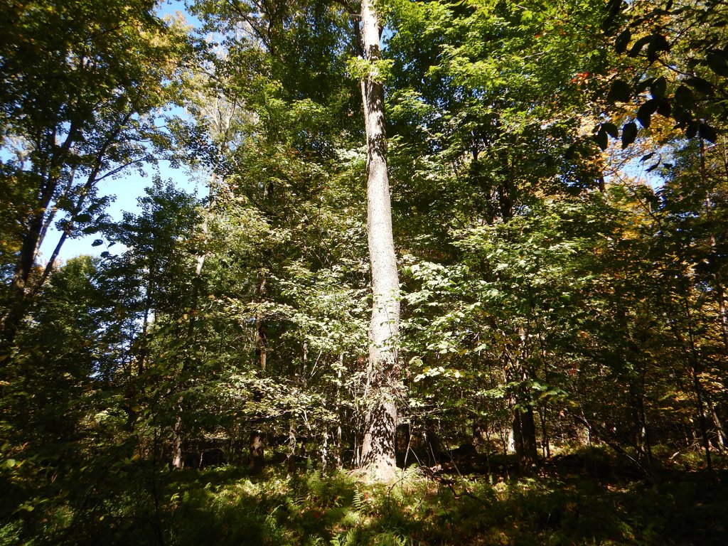 Picture 8