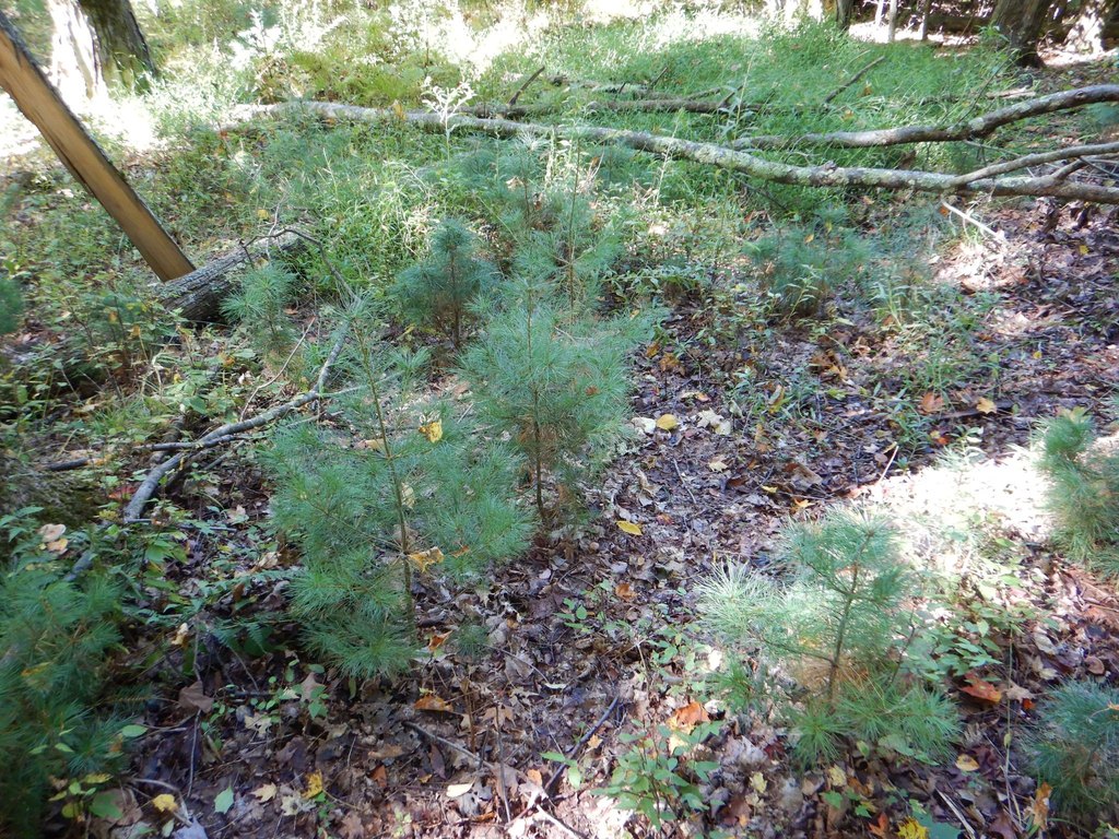 Picture 17