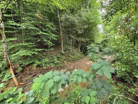 LAND - Parrottsville, TN