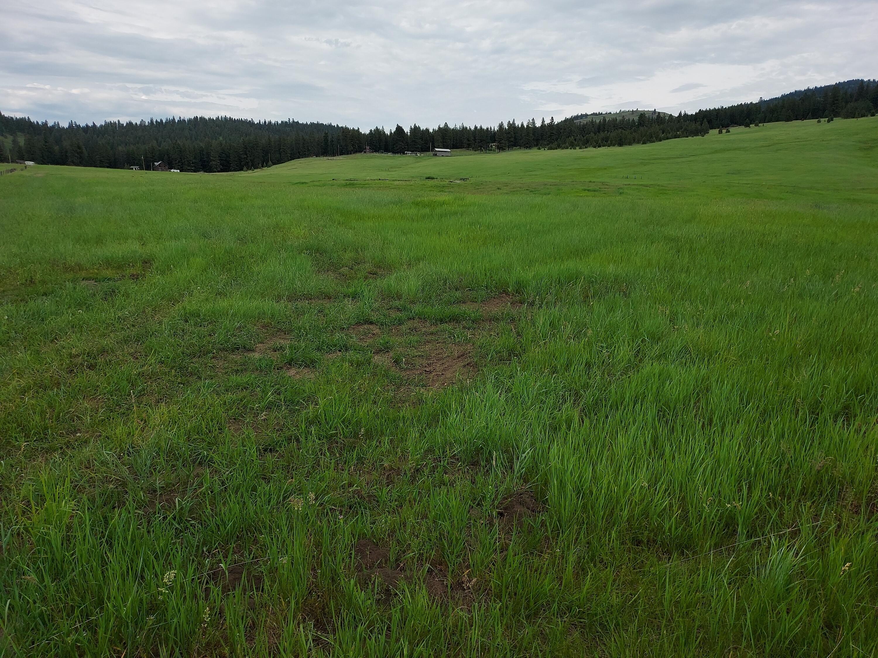 Pastoral Acreage in Republic, WA