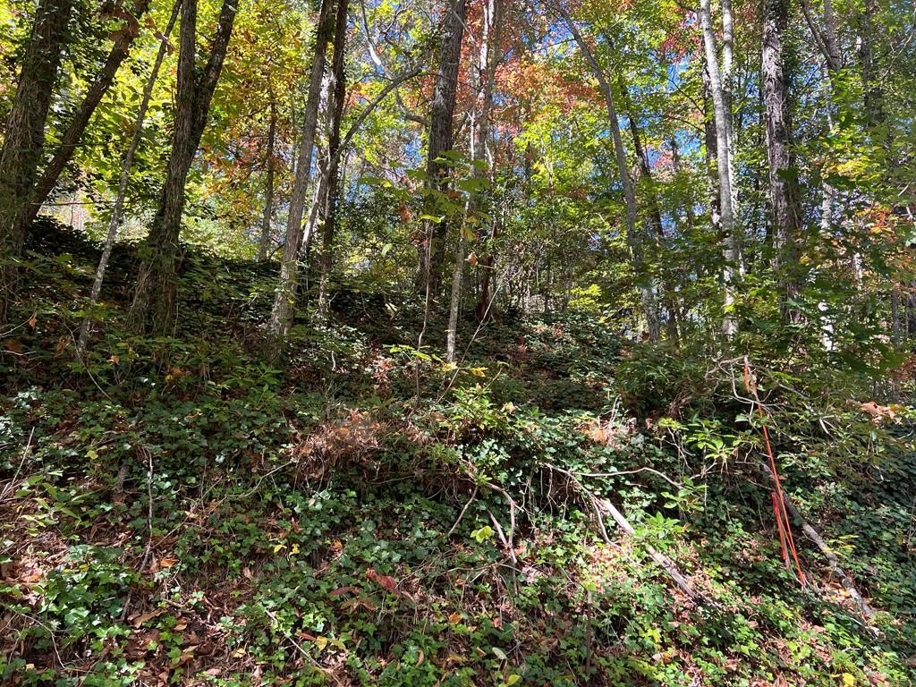 Wooded Land with Mountain Views