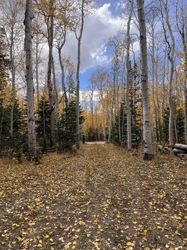 Land, Brian Head, UT