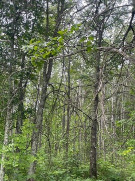 Residential Land in Pequot Lakes