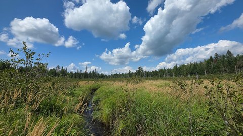 Wooded Hunting Land