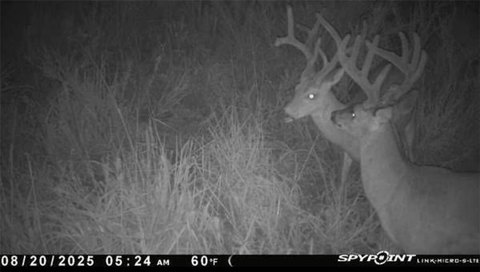 7-Acre Wooded Parcel Near Town