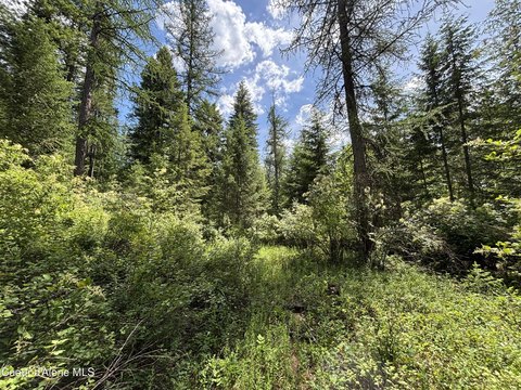 Forested Land Near Lake Cocolalla