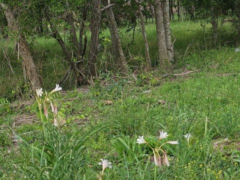 Land Near Highway 290