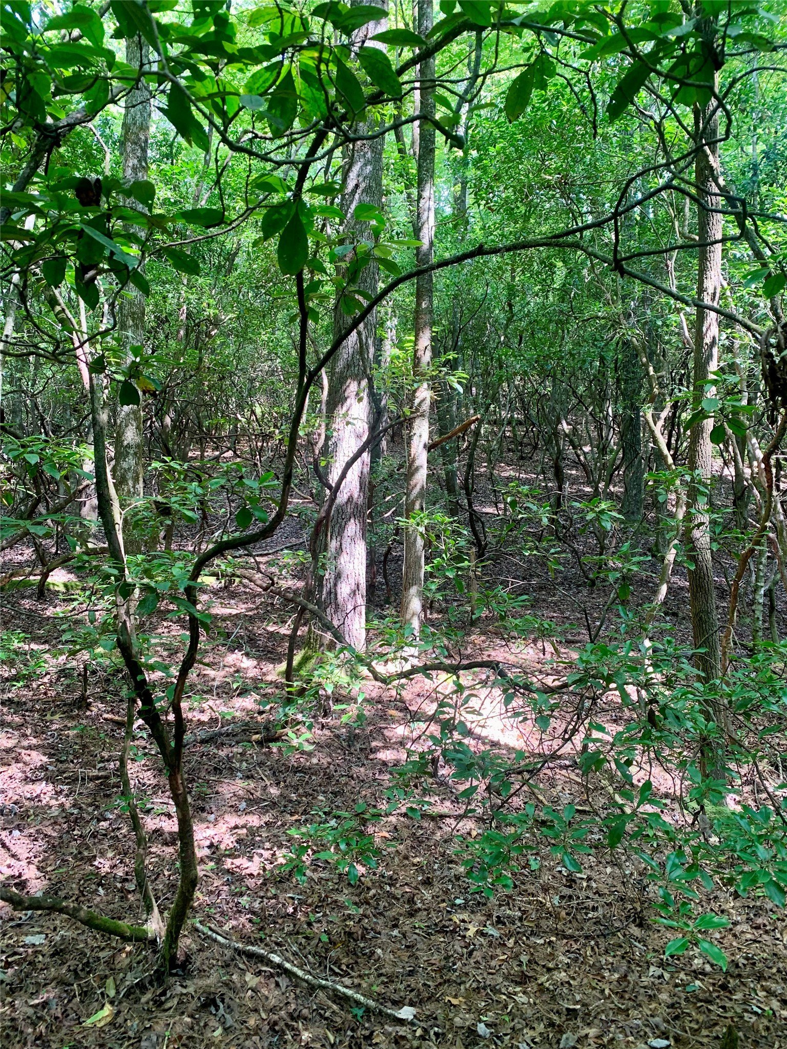 Brevard Land in Oak Laurel