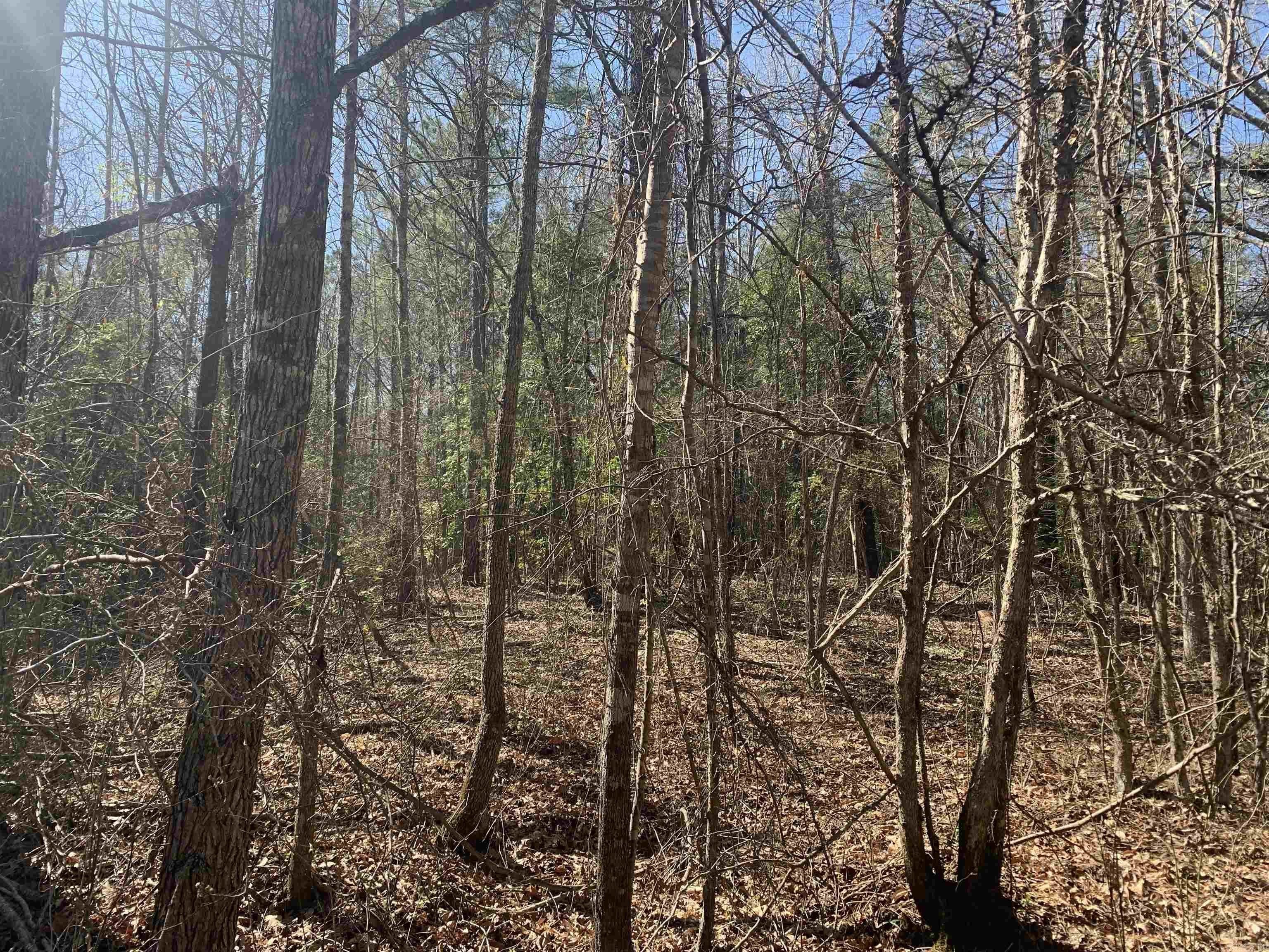 Dallas County Hunting Land