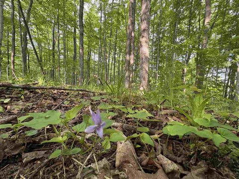 Wooded Residential Building Lot