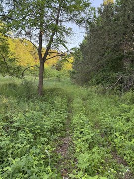 Wooded Acreage in Agricultural Zone