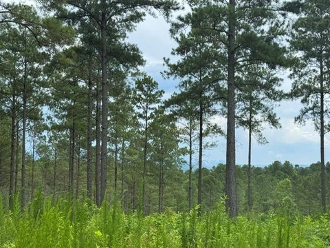 LAND - Ellijay, GA