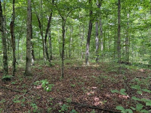 Wooded Lot in Quiet Setting