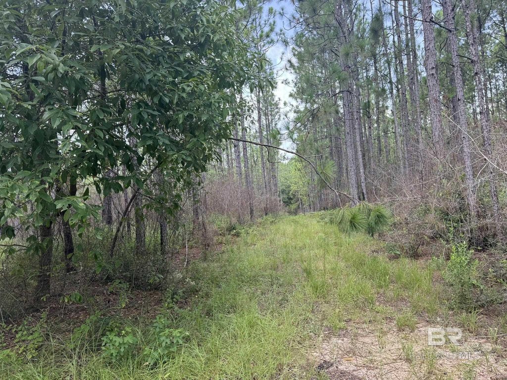 Picture 27