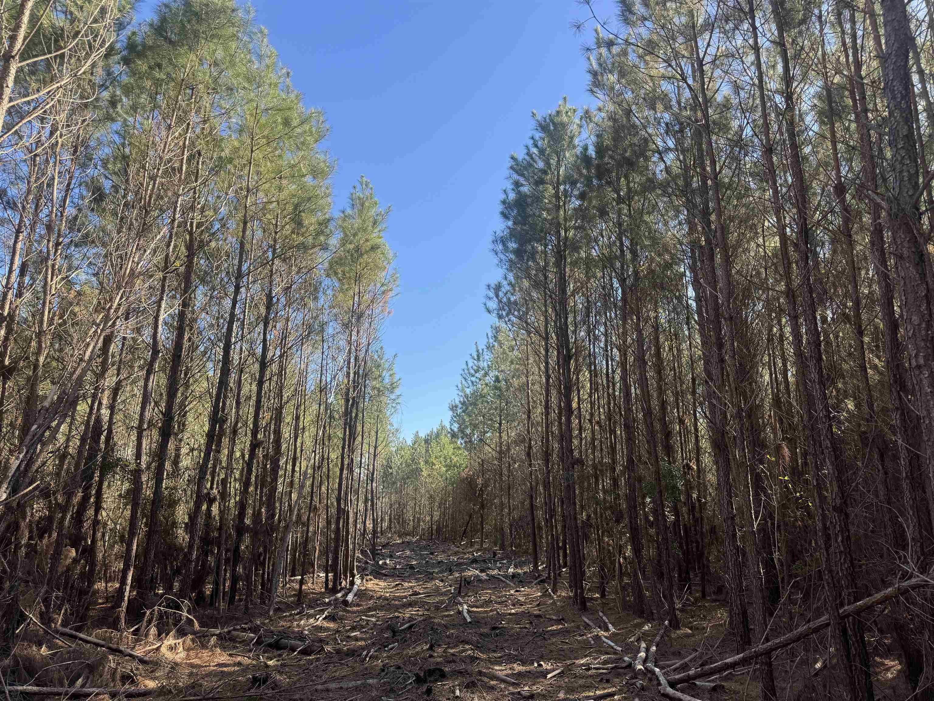 Nichols, SC Land Tract