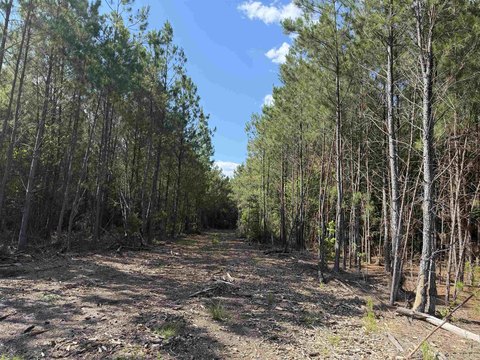 Nichols, SC Land Tract