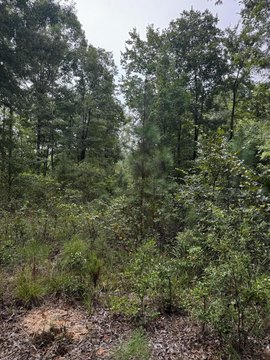 Land, Saluda, SC