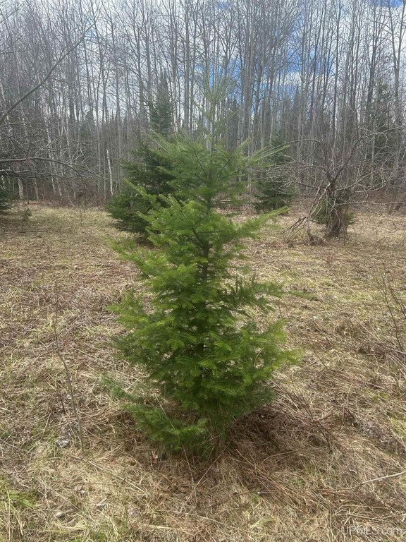 Picture 15