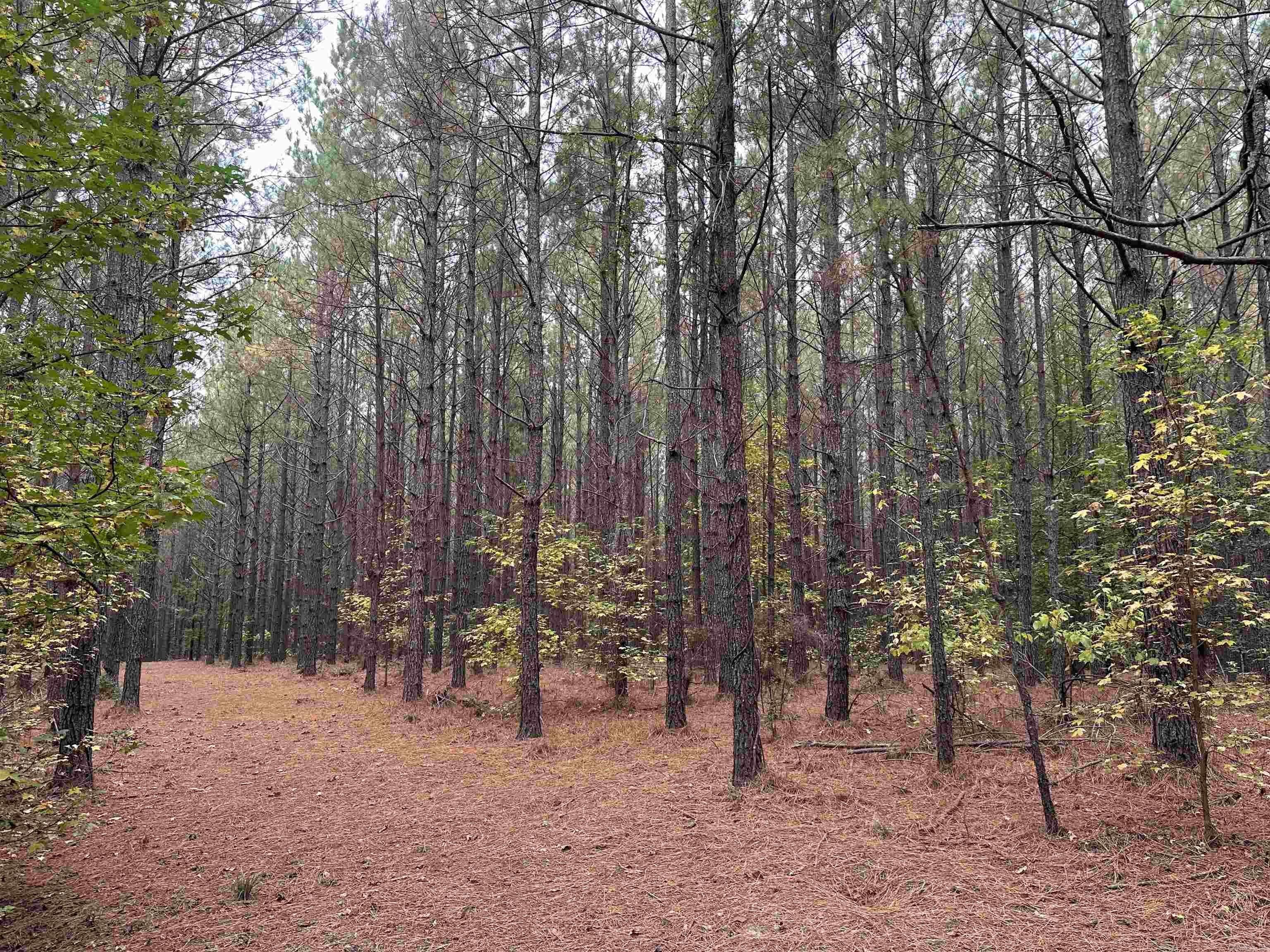 Dallas County Timberland Investment