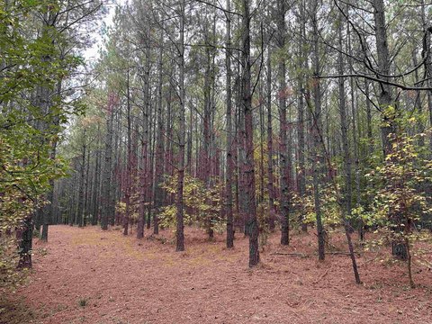 Dallas County Timberland Investment