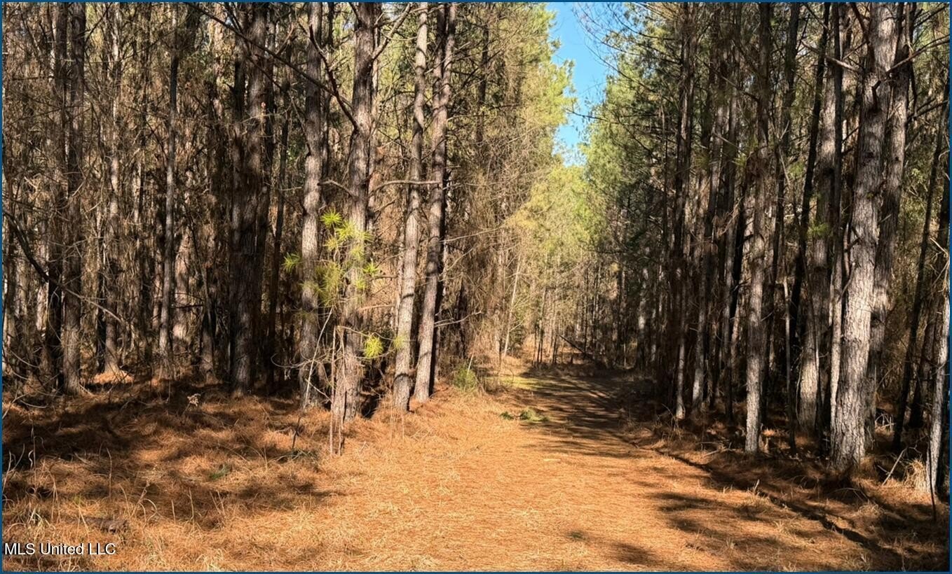 Attala County Hunting and Timberland