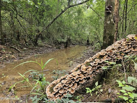 Mount Olive Land For Sale