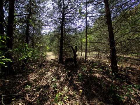 Land, Urbana, MO