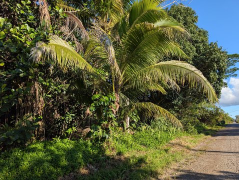 Keaau Acre Parcel For Sale