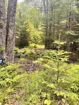 Wooded Acreage in Penobscot, Maine