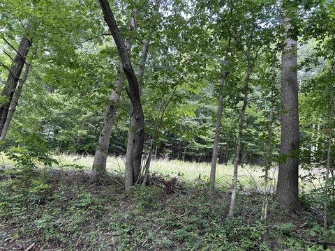 Wooded Lot Near West Fork