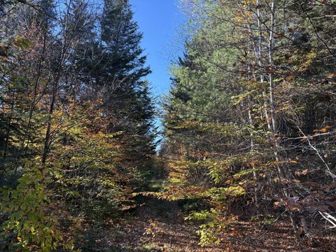 Wooded Recreational Land