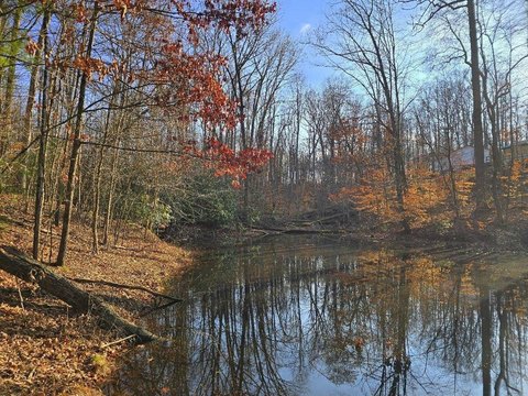 Forested Land Tract with Pond