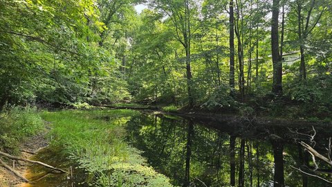 Wooded Land with Pond