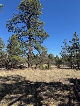 Los Ojos Mountain Property